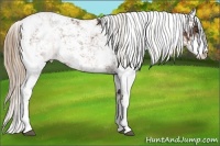 Horse Color:Liver Chestnut Sabino 