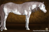 Horse Color:Chocolate Smoky Blue Roan Splash Rabicano