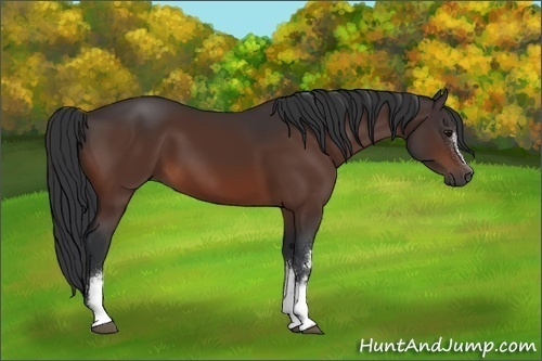 Horse Color:White Spotted Brown 