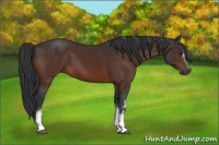 Horse Color:White Spotted Brown 