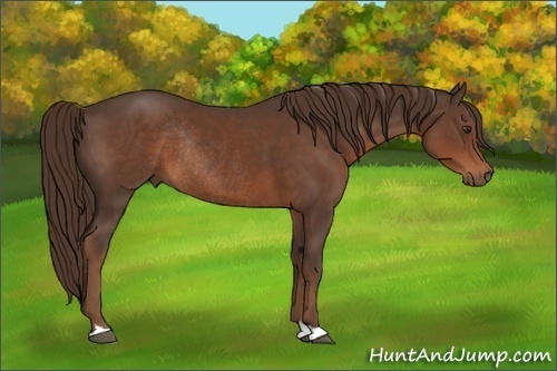 Horse Color:Liver Chestnut Rabicano 