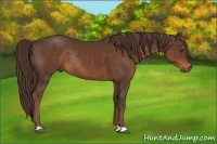 Horse Color:Liver Chestnut Rabicano 