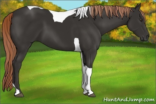 Horse Color:Liver Chestnut Tobiano 