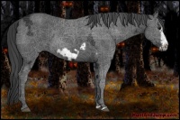 Horse Color:Black Ice Frame 