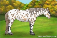 Horse Color:Buckskin Near Leopard 