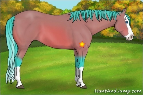 Horse Color:Watercolor Bay Splash