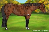 Horse Color:Bay Ice 