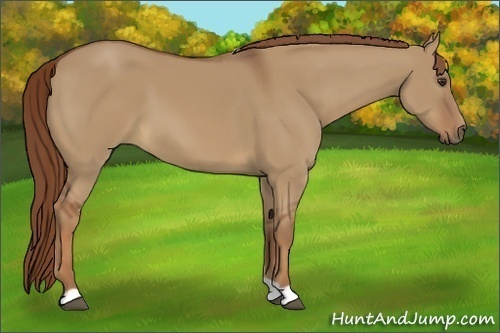 Horse Color:Red Dun