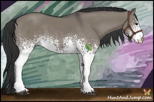 Horse Color:White Spotted Grullo