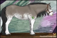 Horse Color:White Spotted Grullo