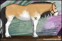 Horse Color:White Spotted Bay Dun