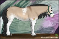 Horse Color:White Spotted Bay Dun