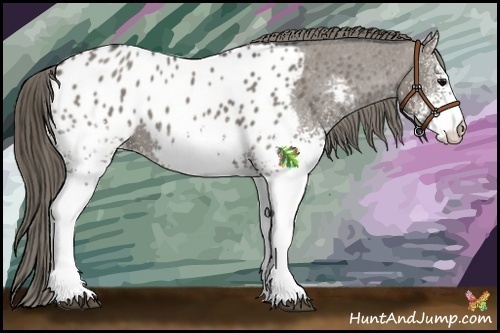 Horse Color:White Spotted Grullo Near Leopard