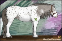 Horse Color:White Spotted Grullo Appaloosa 