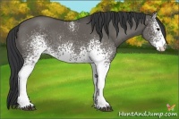 Horse Color:White Spotted Grullo