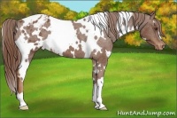 Horse Color:White Spotted Chestnut Appaloosa 