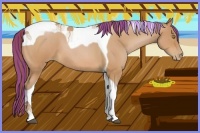 Horse Color:Painted Bay Roan Pearl Tobiano 