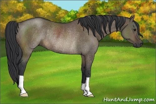 Horse Color:Brown Dun Rabicano 
