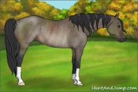 Horse Color:Brown Dun Rabicano 
