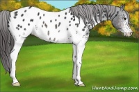 Horse Color:White Spotted Brown Appaloosa Rabicano 