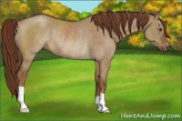 Horse Color:Red Dun Rabicano 