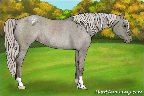 Horse Color:Silver Grullo Appaloosa Rabicano 