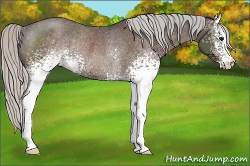 Horse Color:White Spotted Silver Brown Varnish Rabicano 