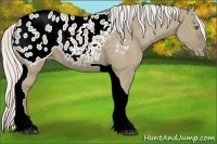 Horse Color:Silver Smoky Grullo Tobiano Appaloosa 