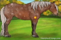 Horse Color:Silver Bay Sabino 