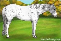 Horse Color:White Spotted Black Splash Tobiano Frame Appaloosa 