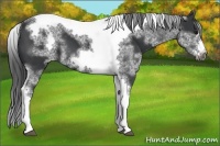 Horse Color:White Spotted Black Splash Tobiano Frame Varnish