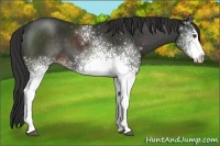 Horse Color:White Spotted Liver Chestnut