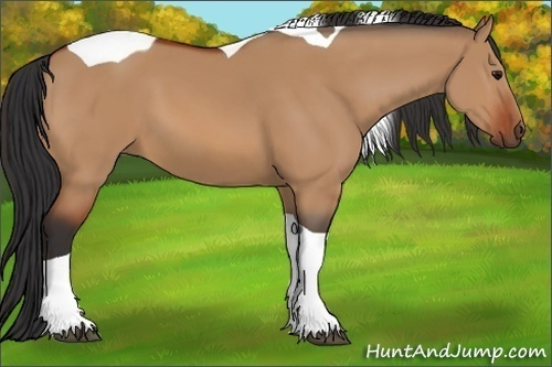 Horse Color:Bay Dun Tobiano 