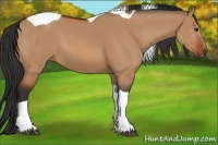 Horse Color:Bay Dun Tobiano