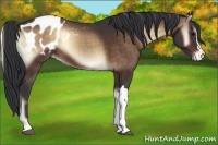 Horse Color:Brown Onyx Appaloosa 