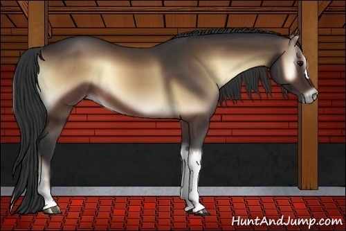 Horse Color:Brown Onyx