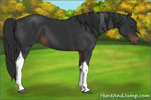Horse Color:Liver Chestnut Sabino Tobiano 