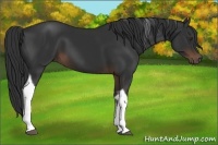 Horse Color:Liver Chestnut Sabino Tobiano 