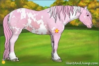 Horse Color:Watercolor White Spotted Brown Appaloosa 