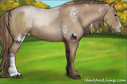 Horse Color:White Spotted Black Pearl Sabino Rabicano 