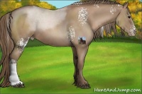Horse Color:White Spotted Black Pearl Sabino Rabicano