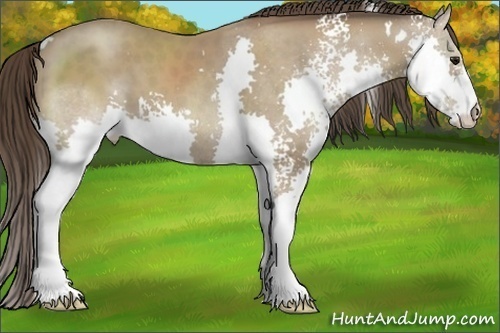 Horse Color:White Spotted Classic Champagne Splash