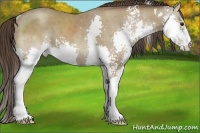 Horse Color:White Spotted Classic Champagne Splash 