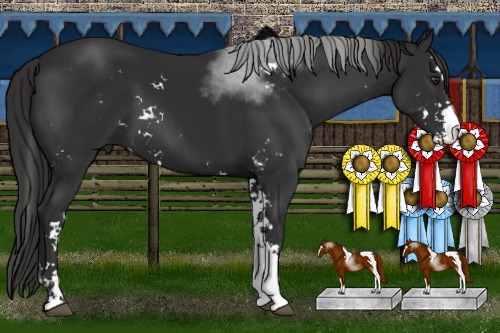 Horse Color:Liver Chestnut Sabino 