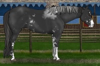 Horse Color:Liver Chestnut Sabino 