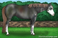 Horse Color:Liver Chestnut Sabino 