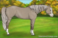 Horse Color:Silver Grullo Roan Splash 