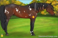 Horse Color:White Spotted Bay 
