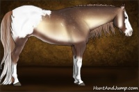 Horse Color:Red Onyx Sabino Splash Appaloosa 