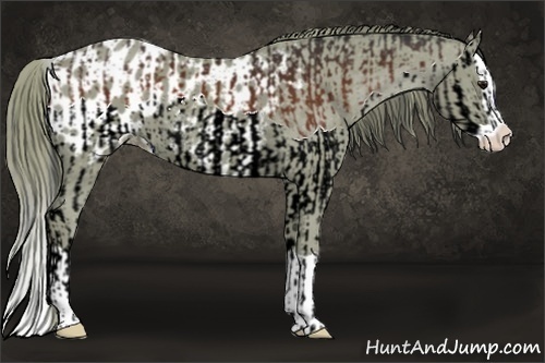 Horse Color:Bay Splash and Watercolor Liver Chestnut Splash Appaloosa